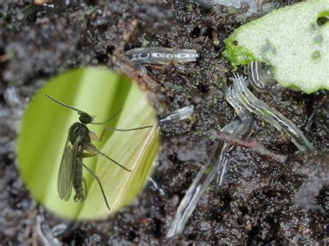 Pests Fungus Gnats Guides Click Grow Ask A Gardener 41 Off