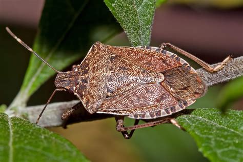 Can Your House Be Infested With Stink Bugs James Bourgeois