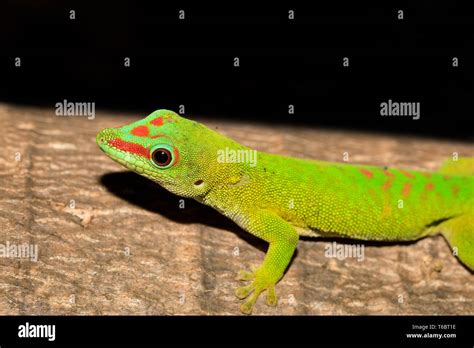 Phelsuma Madagascariensis Day Gecko Madagascar Stock Photo Alamy