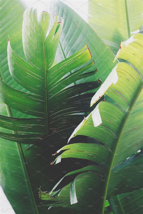 Large Tropical Leaves With Images Jungle Photography Leaf