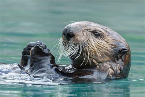Sea Otters Compete With Dolphins Over Which Animal Is Smartest