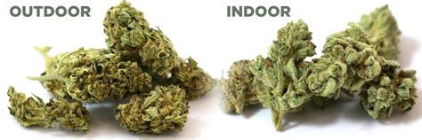 Outdoor Vs Indoor Cannabis 101 Agate Dreams