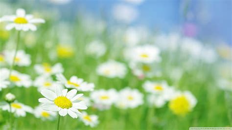 1080p Free Download Daises Nature Field Summer Flowers Daisy Hd