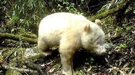 Albino Panda Spotted In The Wild For The First Time Live Science