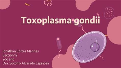 Toxoplasma Gondii Jonathan UDocz