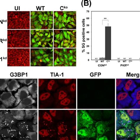 Stress Granule Marker Proteins G3bp1 And Tia 1 Are Comparably Expressed