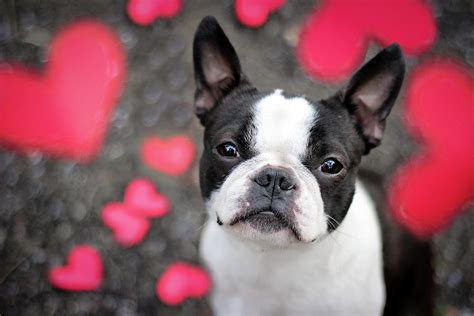 Cute Boston Terrier Puppy Surrounded By Photograph By