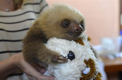 Animals That Look Like Sloths