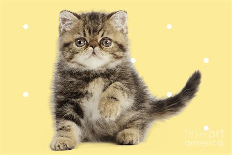 Exotic Shorthair Cat Kitten On Spotted Polka Dot Background Photograph