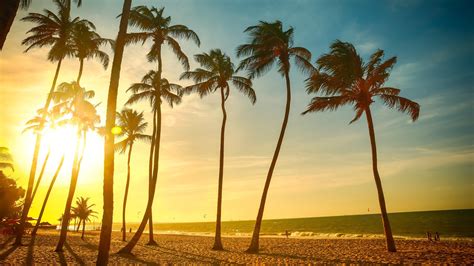 Coconut Trees Landscape Tropical Beach Palm Trees Hd Wallpaper