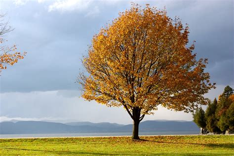 Fall Autumn Tree Free Photo On Pixabay