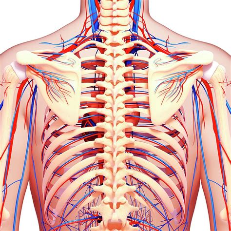 Anatomy Of Upper Yorso Human Upper Body Hd Stock Images Shutterstock