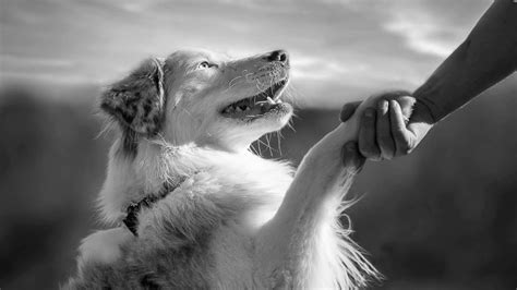 A Dog Helping People