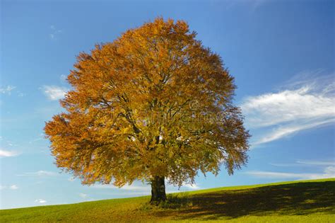 Single Beech Tree At Fall Stock Photo Image Of Nature 35266672