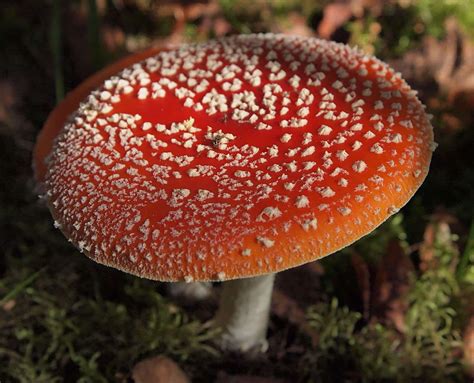Native Fly Agaric Mushrooms Vs Non Native Eat The Planet