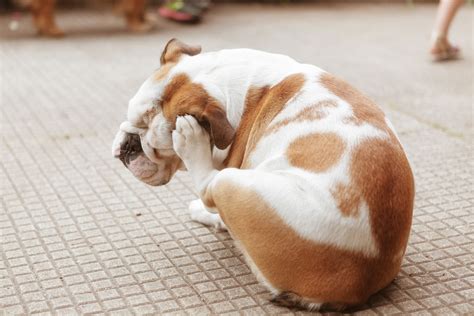 Atopic Dermatitis In Dogs