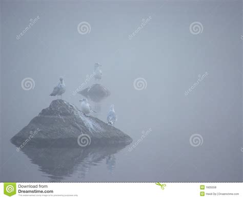 Birds In The Mist I Stock Photo Image Of Miracle Peaceful 1605558