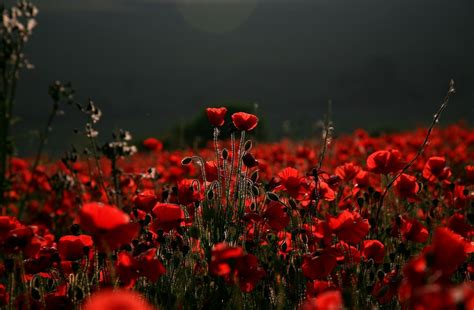 Poppy Full Hd Wallpaper And Background 2048x1340 Id531387