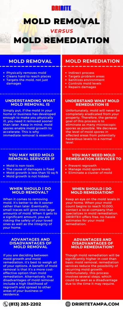 Mold Remediation Vs Mold Removal Differences And When To Do It