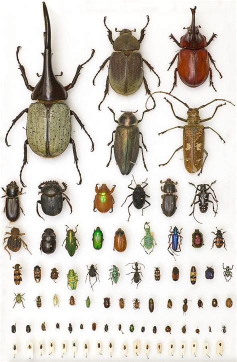 Entomology Collection Mounted Specimens Photograph By Science Photo
