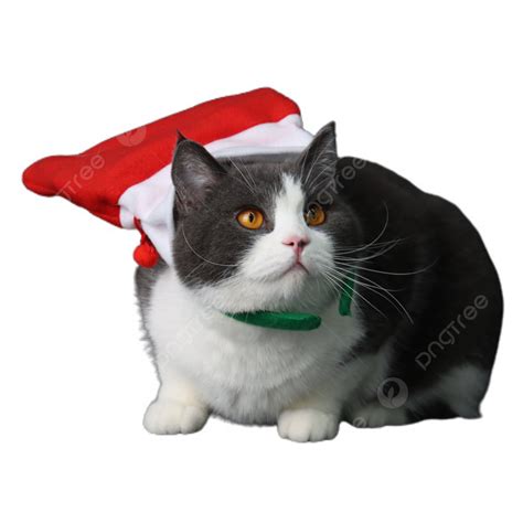 Lindo Gato Colgando Bolsa De Navidad Roja Png Bolsa De Navidad