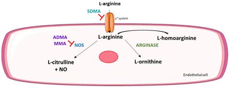 Ijms Free Full Text An Optimized Mrm Based Workflow Of The L Argininenitric Oxide Pathway