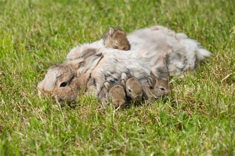 Cute Baby Rabbits 27 Pics That Will Melt Your Heart