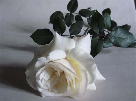 Online Crop White Rose Flower Hd Wallpaper Wallpaper Flare