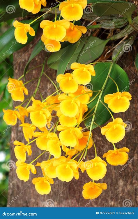 Yellow Orchid Honey Fragrant Orchids Stock Image Image Of Plant Botany 97772661