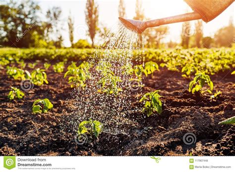 Watering Pepper Sprouts From A Watering Can At Sunset In ...