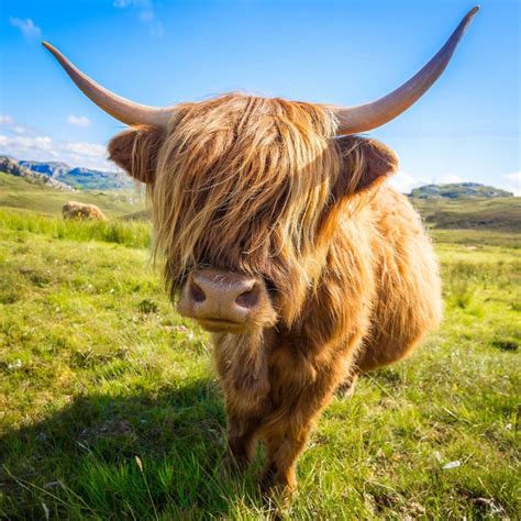 Where To See Highland Cows In Scotland Visitscotland Fluffy Cows