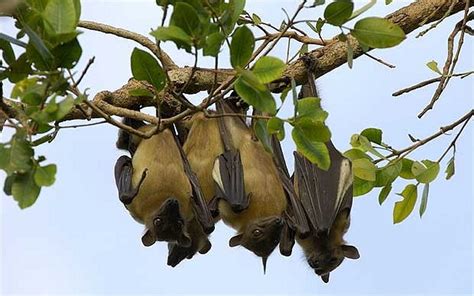 Zambia The Fantastical Flight Of Africas Giant Fruit Bats