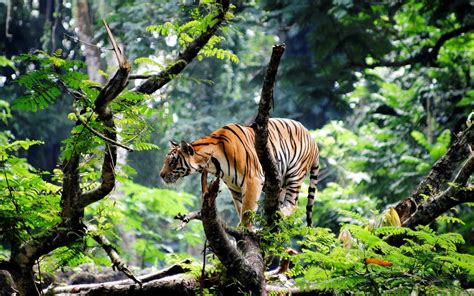 Wallpaper Trees Forest Animals Nature Plants Tiger