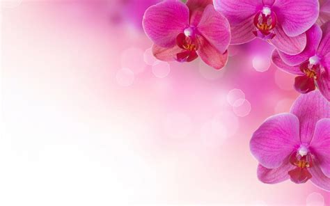 Pink Flowers Backgrounds Wallpaper Cave
