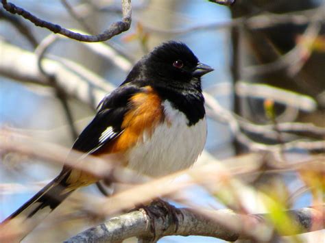 A New Rare Warbler Appears In The Cuyahoga Valley National Park When