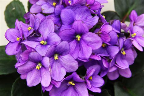 How To Root An African Violet Leaf 6 Steps With Pictures