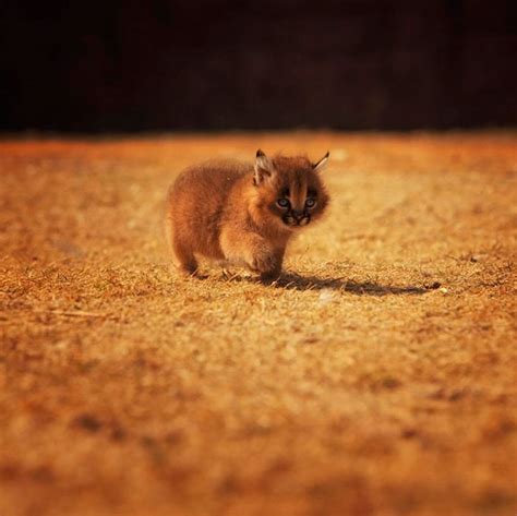 15 Adorable Pictures Of Baby Caracals That Will Melt Your Heart