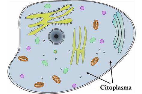 Citoplasma Funciones Partes Y Características