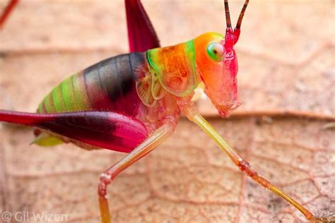 Candy Coloured Katydid Nymph From The Rainforests Of Ecuador Weird