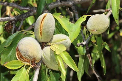 Borrowed from hindi बदाम (badām), from persian بادام‎ (bâdâm), from middle persian wʾtʾm (wādām). Almond Diseases And Pests: Tips On Managing Issues In Almonds