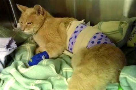 Cat Mayor Fighting For Lives After Dog Attack