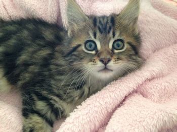 Maine coon, scottish short and longhair, golden chinchilla, exotic shorthair and other breeds. Maine Coon Kittens for Sale
