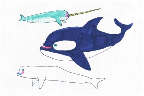 Orca Narwhal And Beluga By Maybemary Redbubble
