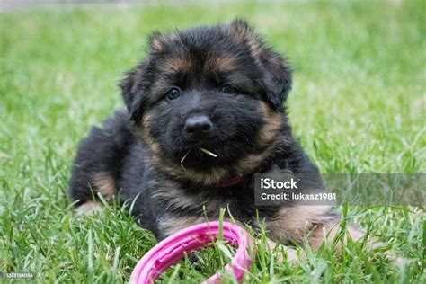 Cute Puppy German Shepherd Dog Stock Photo Download Image Now