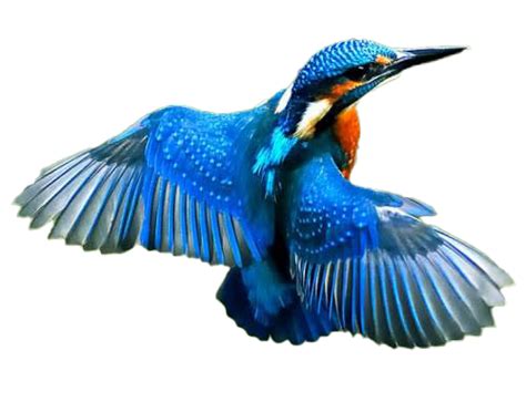 Kingfisher Bird Png Image Purepng Free Transparent Cc
