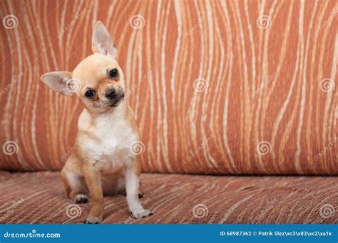 Chihuahua Puppy Sitting On Sofa 4 Months Old Female Stock Photo
