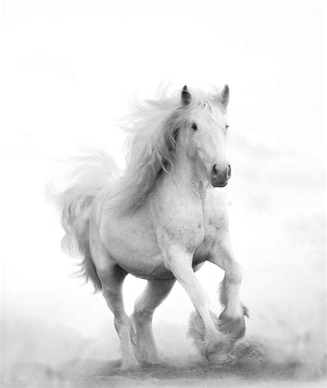 Snow Shite Shire Horse Running Forward Stock Photo Image Of Fast