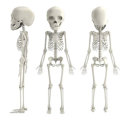 Skeleton For Kids Stock Photos Pictures And Royalty Free Images Istock