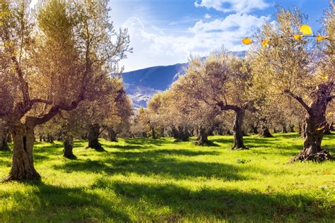 Free Images Nature Natural Landscape Tree Sky Natural Environment