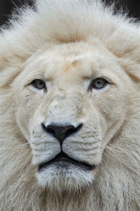 White Lion Portrait White Lion Animals Animals Beautiful